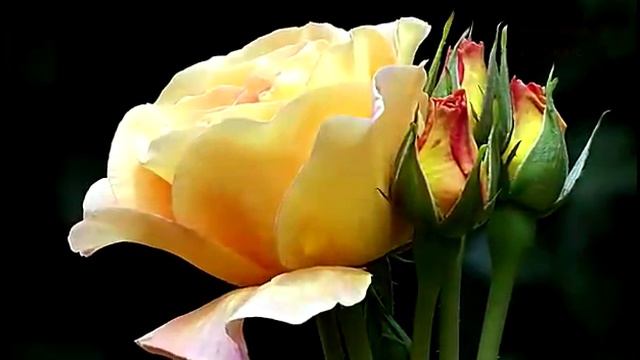 Притча о пчеле и мухе смотреть онлайн