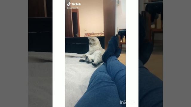 кот Ириска))))) #Ириска смотреть онлайн