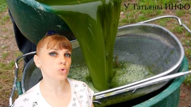 После ЭТОГО ТОМАТЫ будете СОБИРАТЬ ВЕДРАМИ!!! Делюсь рецептом УДОБРЕНИЯ из КРАПИВЫ! смотреть онлайн