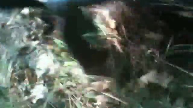 atpro with detech Ultimate test 1.mp4 смотреть онлайн