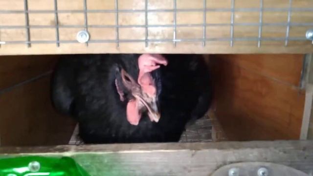 Кормушка для кур своими руками, без потери корма. смотреть онлайн