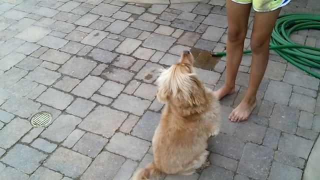 Adorable doggy stands on legs! смотреть онлайн
