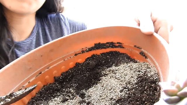 Hicimos un CUADRO VIVO смотреть онлайн