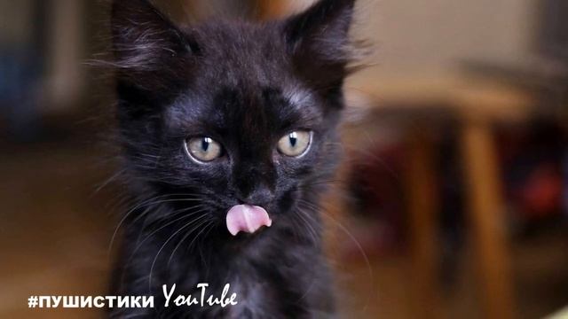 Больной котенок не двигался и был холодным на ощупь никто не верил, что он выживет смотреть онлайн