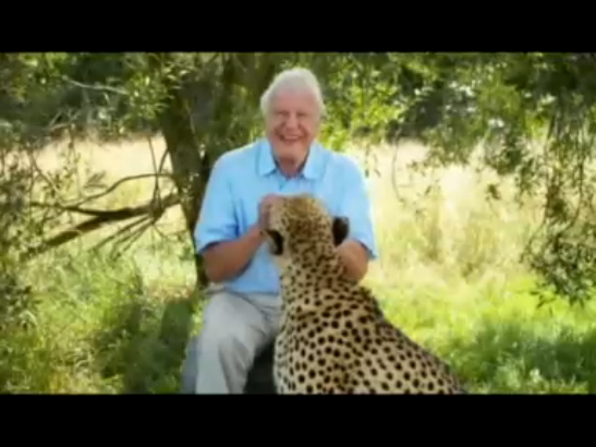 David Attenborough's Natural Curiosities смотреть онлайн