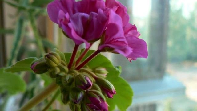 Geranium - time warp (Герань - искривление времени) смотреть онлайн