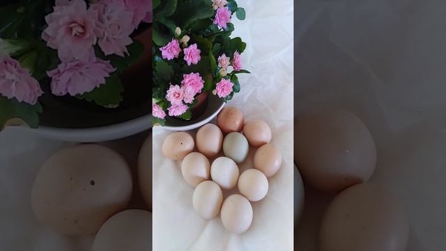 Доминанты несут зелёные яйца смотреть онлайн