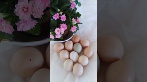 Доминанты несут зелёные яйца