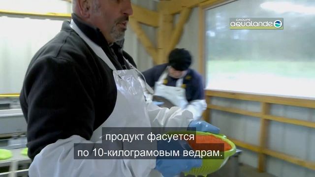 Aqulande Groupe, Франция – мировой лидер производства радужной форели и оплодотворенной икры смотреть онлайн