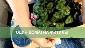 Способ 4. Как оставить цветы на время отъезда. Фитильный полив