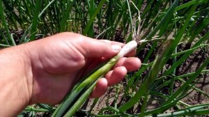 Лук на перо из семян/чернушки ч.2