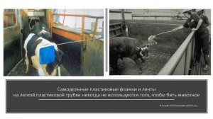 Как профессор Тэмпл Грандин перестраивала мясную отрасль США