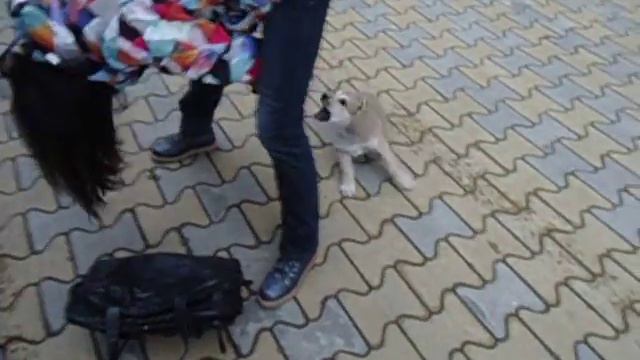 Шельма встречает гостей:) смотреть онлайн