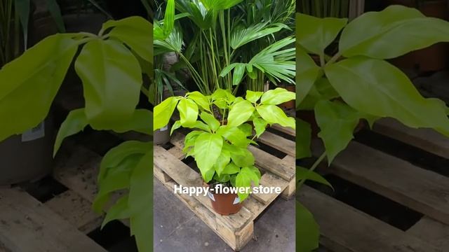 Шеффлера Голден Амата 19/45 смотреть онлайн