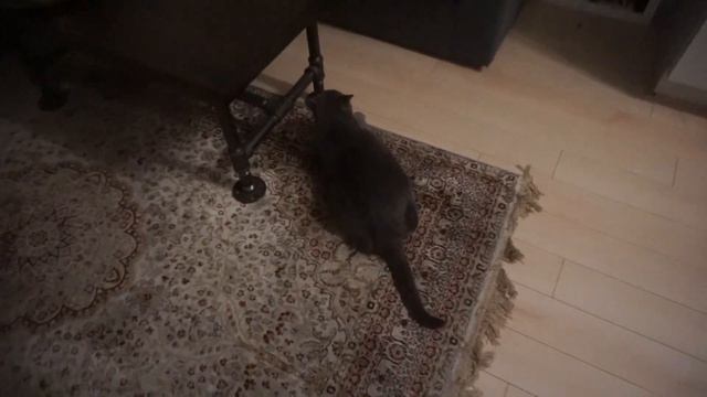 HER FIRST TIME SKATEBOARDING! смотреть онлайн