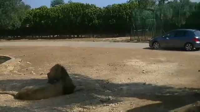 Львы в зоосафари г.Фазано ,Италия,регион Апулия (г.Бари) смотреть онлайн