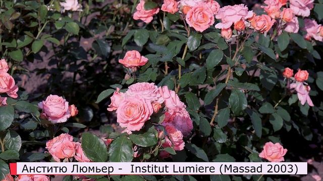 Роза Анститю Люмьер (Шраб) Institut Lumiere (Massad Франция, 2003) смотреть онлайн
