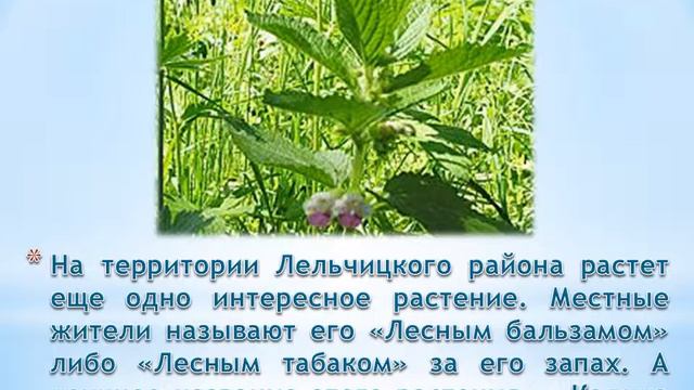 О природе лельчицкого края смотреть онлайн