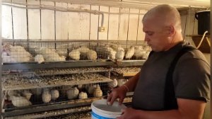 Советы по содержанию перепелов в домашних условиях