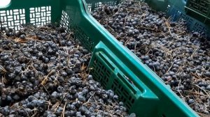 АМУРСКИЙ ВИНОГРАД ОПИСАНИЕ ,ОТЗЫВ В ПОДМОСКОВЬЕ 72 КГ ягод с дикого винограда-плющ-девичий на отдых