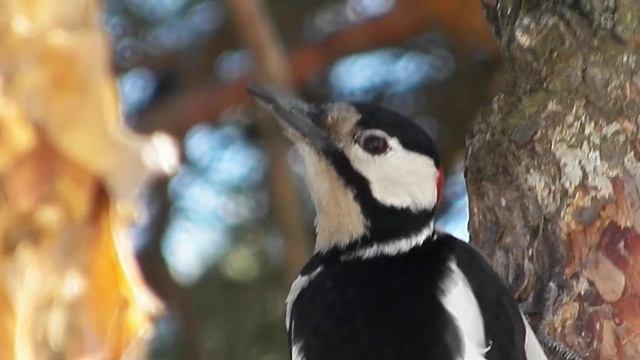 дятлы атакуют / woodpeckers attack )) zoom kodak z990 hd смотреть онлайн