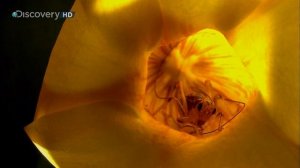 Страсти по насекомым 2 серия «Остров ткачей» (документальный сериал, 1999)