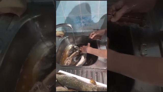 рыба после зимней рыбалки👌🫥 смотреть онлайн