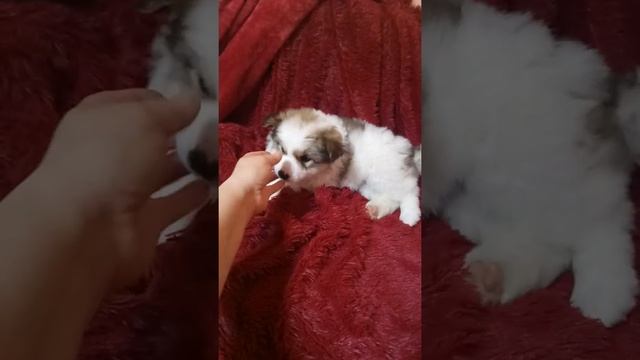 Луна, ударение на первый слог смотреть онлайн