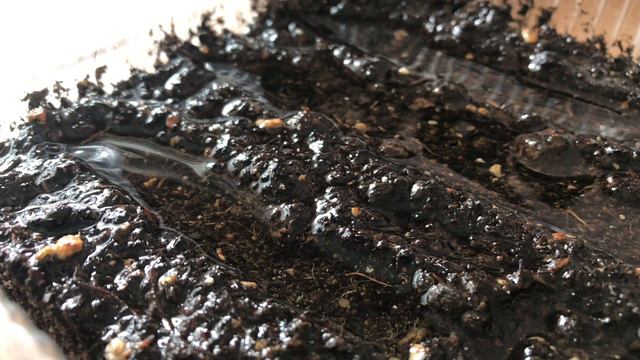 Мшанка из семян. Первые потери. Второй месяц после посева смотреть онлайн