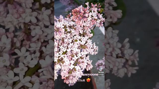 Сирень 💝#сирень#природа #жизньсовкусомсчастья #любовь #foryou #цветы #foryoupage смотреть онлайн