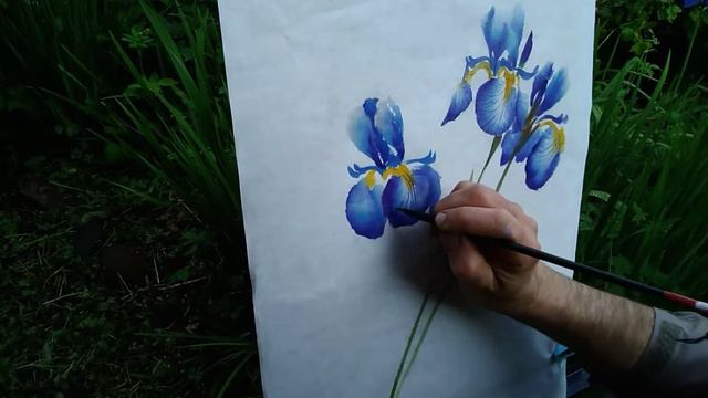 Зарисовка ирисов на природе смотреть онлайн