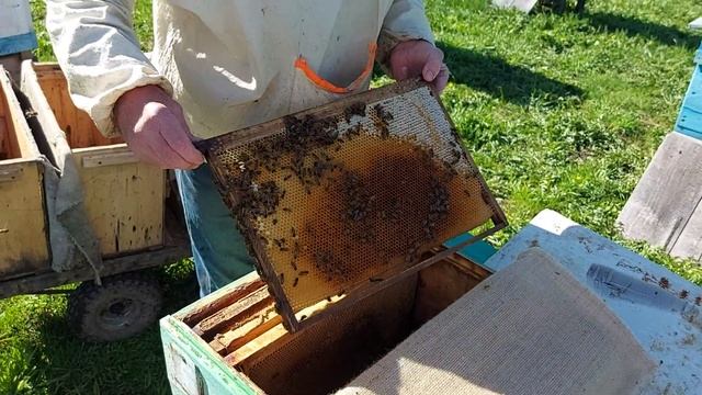 Пчеловодство №121 Весенняя ревизия слабой семьи. Стимулирующая подкормка. смотреть онлайн