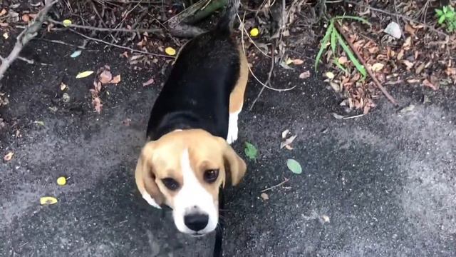 Бигль и палочка смотреть онлайн