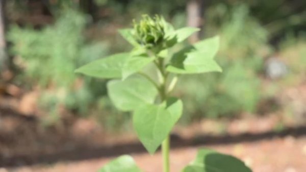 Discover Our Off-Grid Cabin Hidden in the Canadian Wilderness