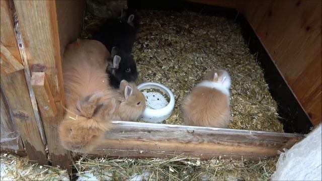 Чтобы крольчата не замерзли делай так! Кролики зимой в мороз!