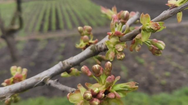 ⚡Цветет абрикос. Чем обработать? смотреть онлайн