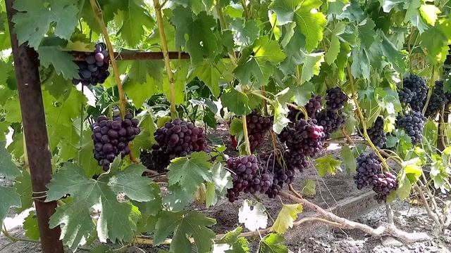 Виноград БОРДО СВЕРХранний  2021 ГОД.Нагрука.РЕЗУЛЬТАТ!!!!!!