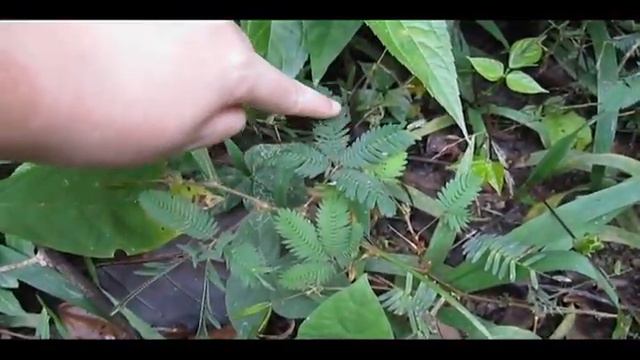 Mimosa Plant смотреть онлайн