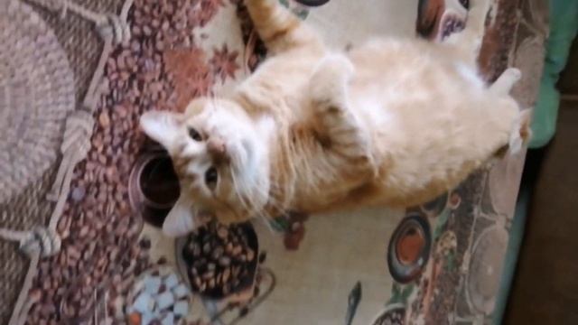 С Днём котиков и весны! ??? смотреть онлайн