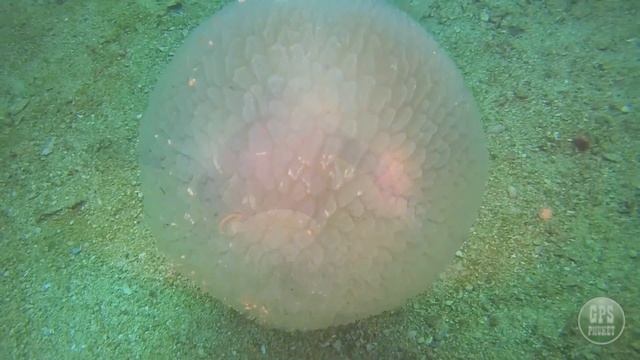 Russian Waltz and Thai jellyfish смотреть онлайн