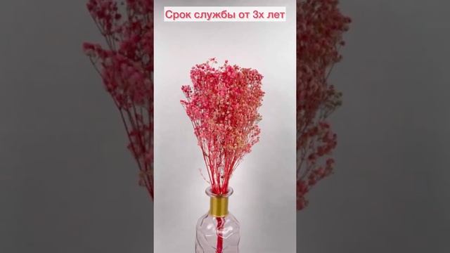Сухоцветы натуральные Гипсофила стабилизированная розовая смотреть онлайн