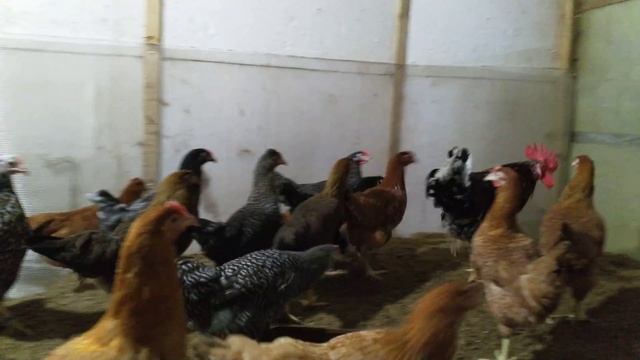 Петух в новом месте