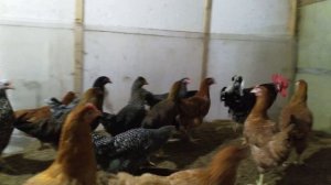 Петух в новом месте