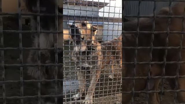 Питомник Гроза Волков. владелец Гайрат Халиков