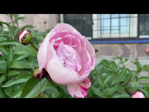 Наше начало лета 2022// муж в декрете смотреть онлайн