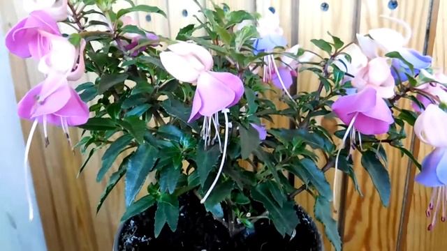 Фуксия из магазина. Как сделать куст компактным ? Научите меня пожалуйста ! смотреть онлайн