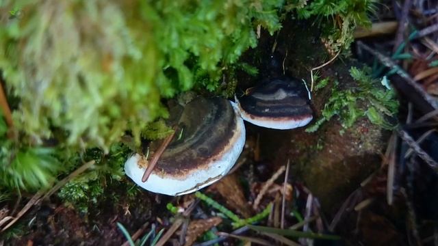 Learn about fungi смотреть онлайн