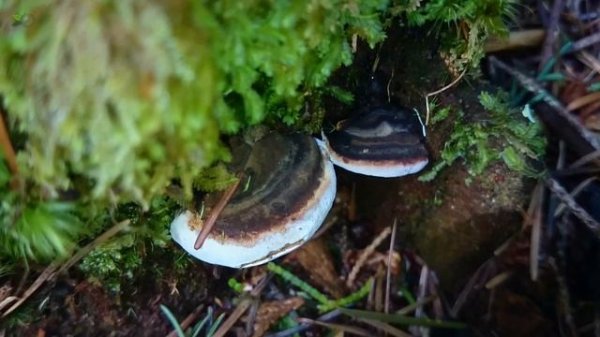 Learn about fungi