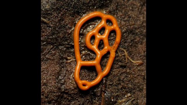 Hemitrichia serpula смотреть онлайн