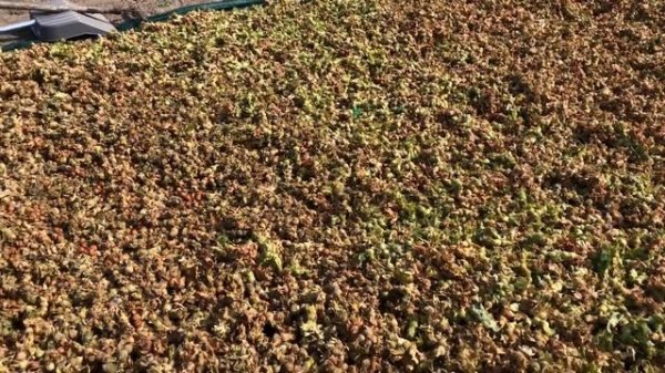 Фундук Трапезунд - промышленный сорт фундука. Урожайность, лучший из лучших.